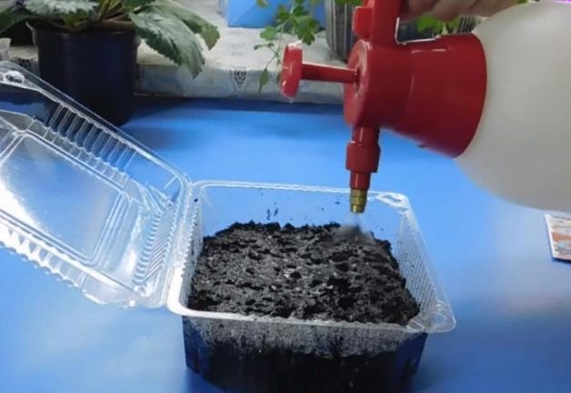 Как правильно посадить петунию на рассаду в домашних условиях