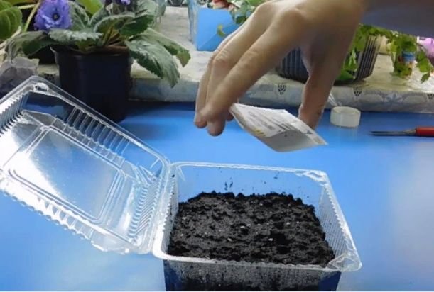 Как правильно посадить петунию на рассаду в домашних условиях