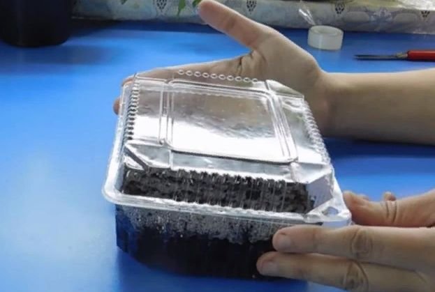 Как правильно посадить петунию на рассаду в домашних условиях