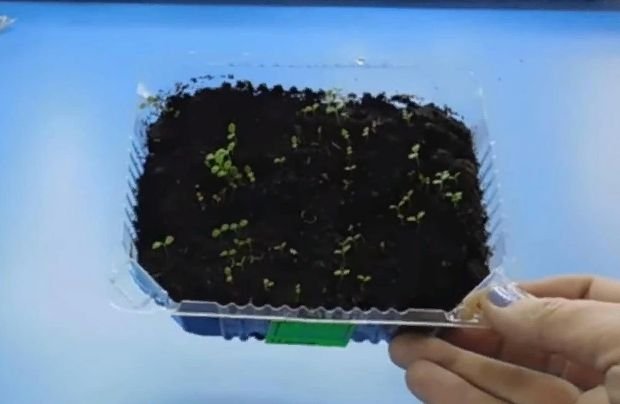 Как правильно посадить петунию на рассаду в домашних условиях