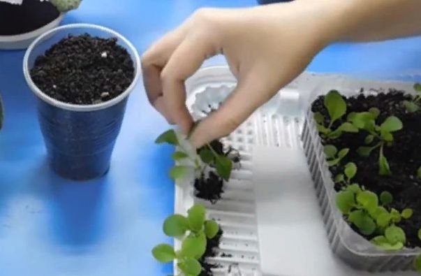 Как правильно посадить петунию на рассаду в домашних условиях