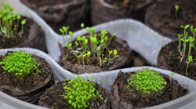 Как правильно посадить петунию на рассаду в домашних условиях