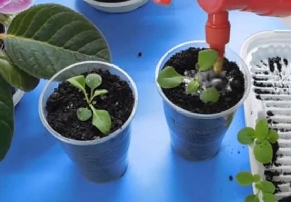 Как правильно посадить петунию на рассаду в домашних условиях