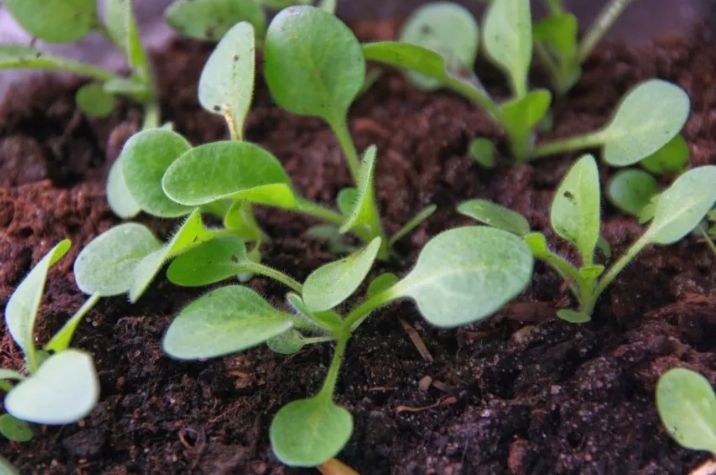 Как правильно посадить петунию на рассаду в домашних условиях