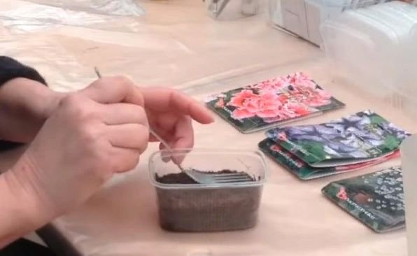 Как правильно посадить петунию на рассаду в домашних условиях