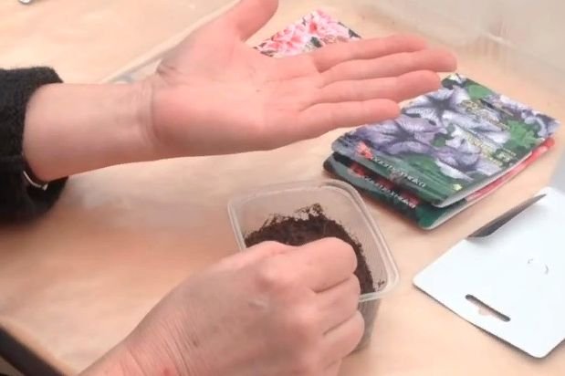 Как правильно посадить петунию на рассаду в домашних условиях