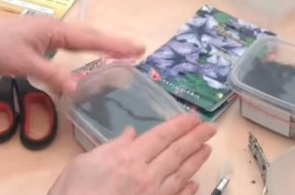 Как правильно посадить петунию на рассаду в домашних условиях