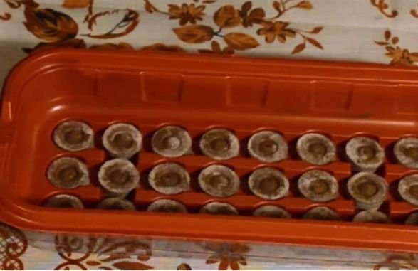 Как правильно посадить петунию на рассаду в домашних условиях