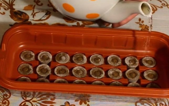 Как правильно посадить петунию на рассаду в домашних условиях