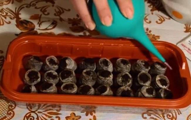 Как правильно посадить петунию на рассаду в домашних условиях