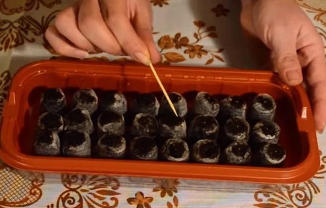 Как правильно посадить петунию на рассаду в домашних условиях