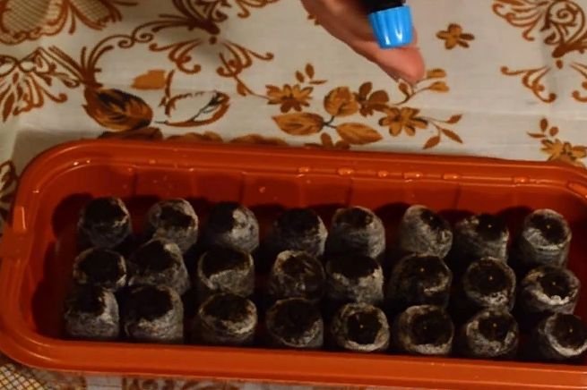 Как правильно посадить петунию на рассаду в домашних условиях