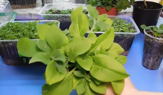 Как правильно посадить петунию на рассаду в домашних условиях