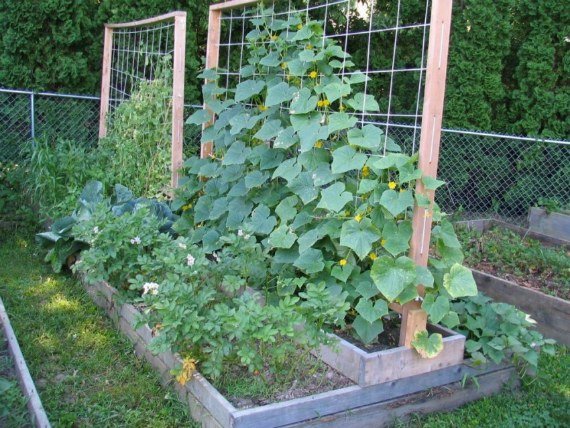 Как правильно подвязывать огурцы в открытом грунте Фото Видео