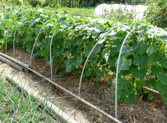 Как правильно подвязывать огурцы в открытом грунте Фото Видео