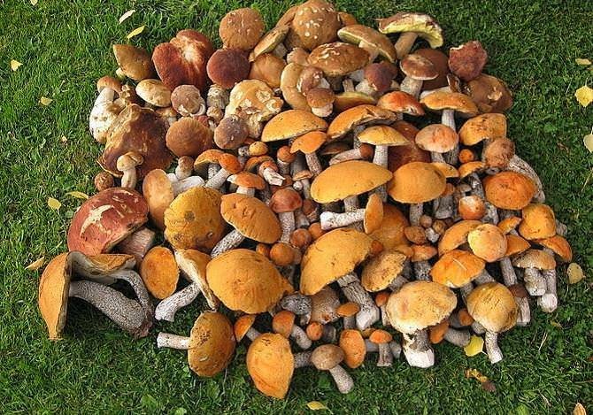 Як приготувати зрази: 13 смачних рецептів