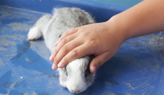 Як привчити декоративного кролика до рук