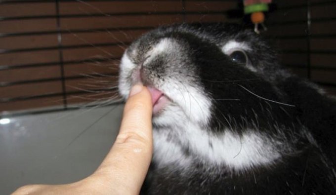 Як привчити декоративного кролика до рук