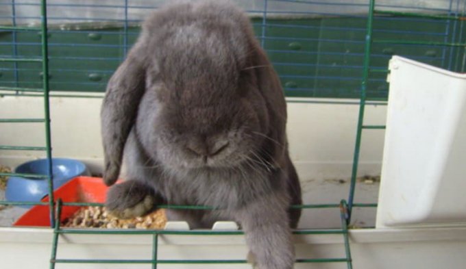 Як привчити декоративного кролика до рук