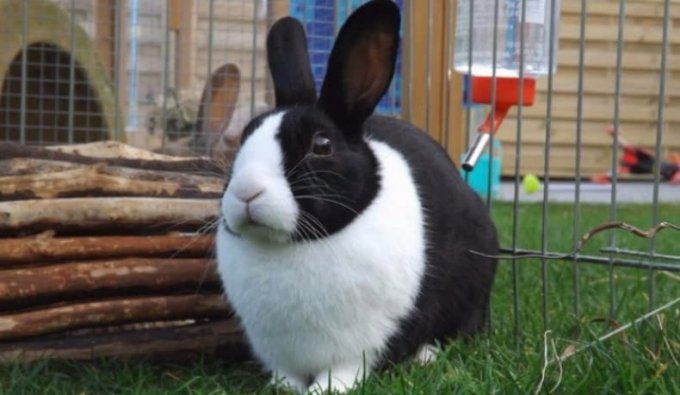 Як привчити декоративного кролика до рук