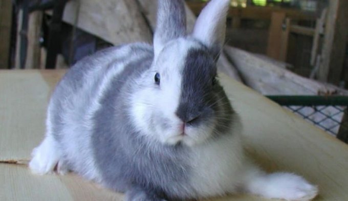 Як привчити декоративного кролика до рук