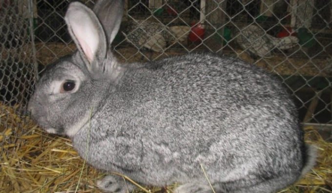 Як привчити декоративного кролика до рук