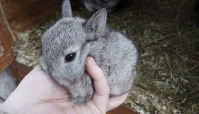 Як привчити декоративного кролика до рук