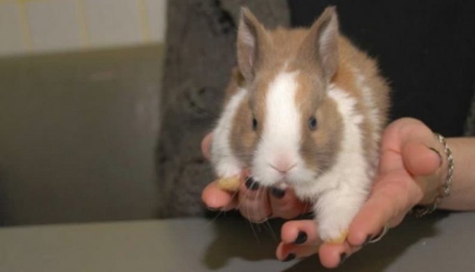 Як привчити декоративного кролика до рук