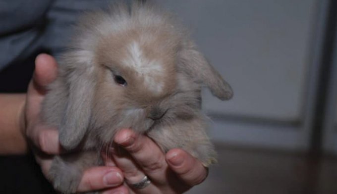 Як привчити декоративного кролика до рук