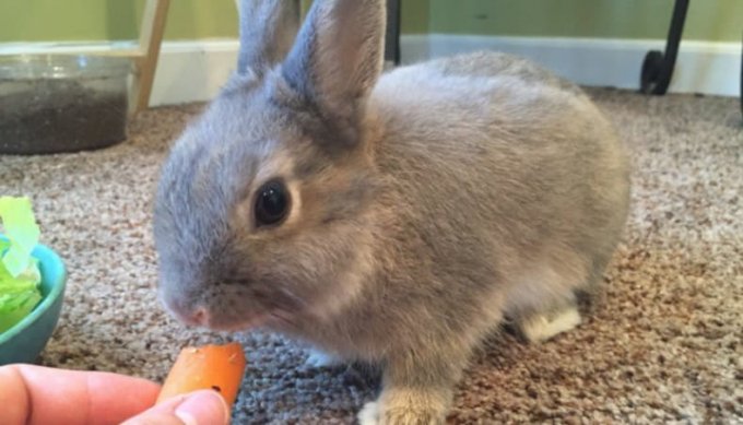 Як привчити декоративного кролика до рук