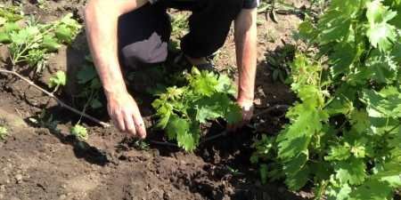 Як розмножити дівочий виноград з допомогою живцювання, насіння або відводками