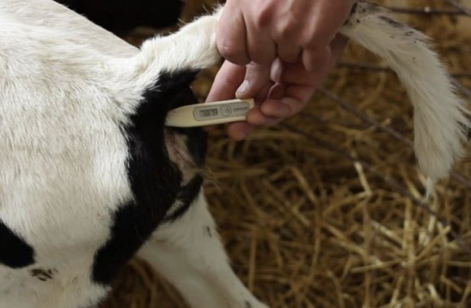 Як вилікувати хворий фасциолез ВРХ