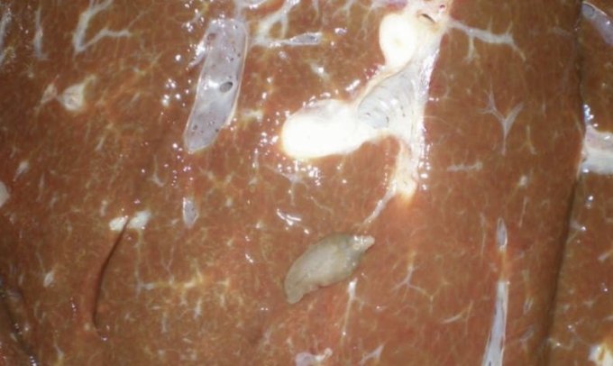 Як вилікувати хворий фасциолез ВРХ