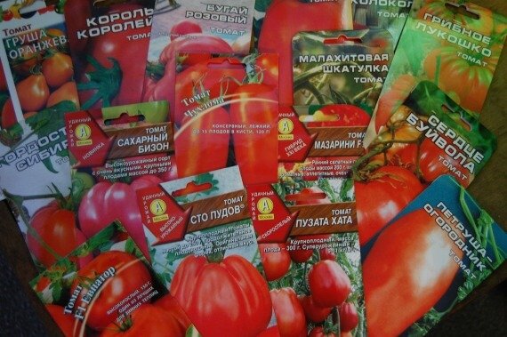 Покрокове вирощування розсади помідорів вдома: інструкція для початківців