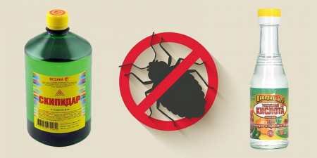 Як вивести клопів з дивана самостійно в квартирі і будинку