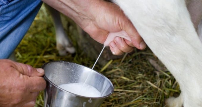 Як визначити вагітність у кози в домашніх умовах