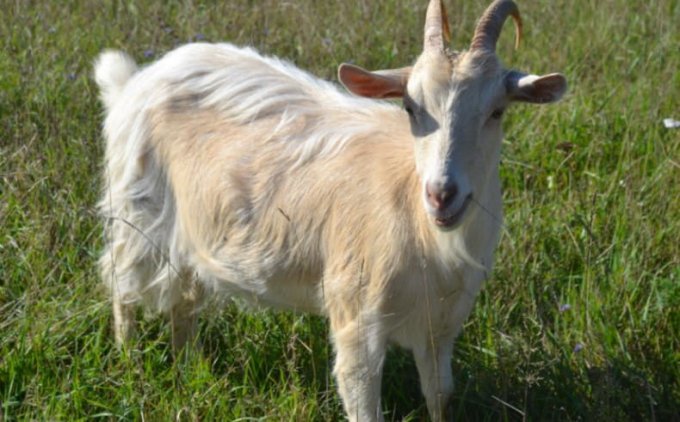 Як визначити вагітність у кози в домашніх умовах