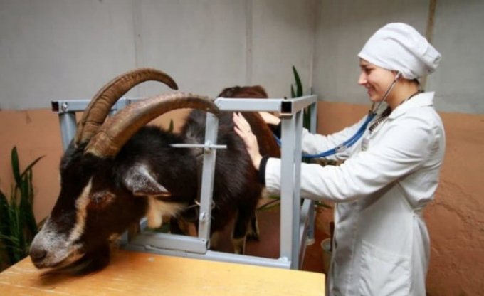 Як визначити вагітність у кози в домашніх умовах