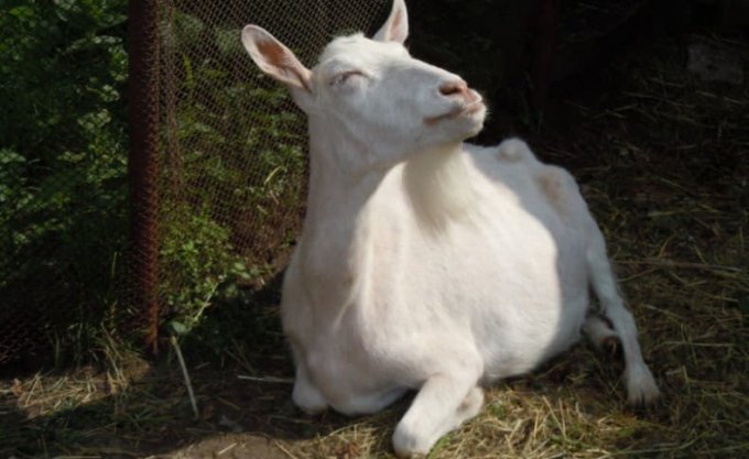 Як визначити вагітність у кози в домашніх умовах