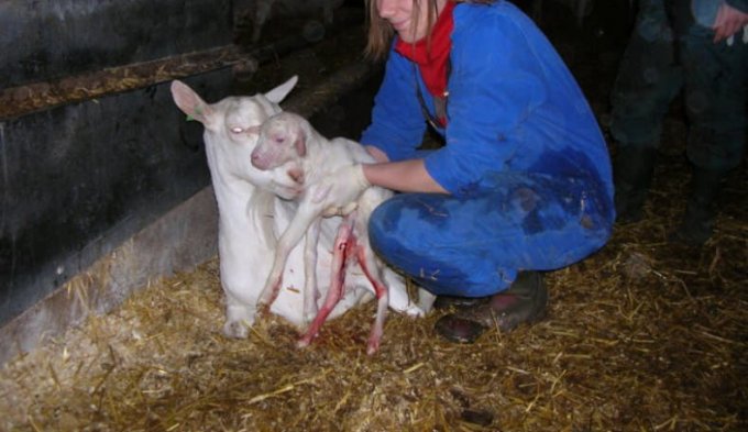 Як визначити вагітність у кози в домашніх умовах