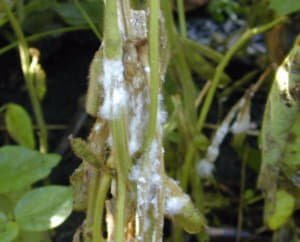 Як захистити соняшник від хвороб