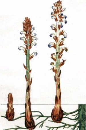 Як захистити соняшник від хвороб