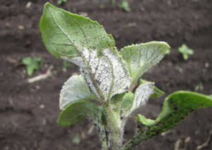 Як захистити соняшник від хвороб