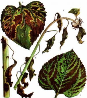 Як захистити соняшник від хвороб