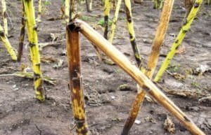 Як захистити соняшник від хвороб