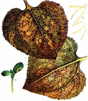 Як захистити соняшник від хвороб