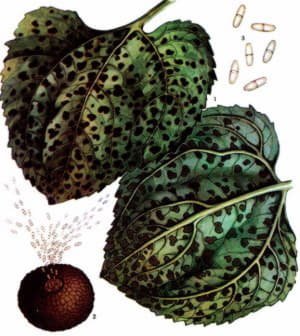 Як захистити соняшник від хвороб