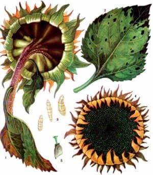 Як захистити соняшник від хвороб