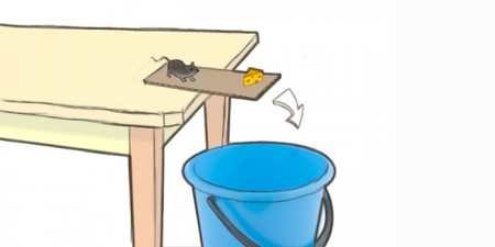 Як зловити мишу в домашніх умовах — ефективні способи