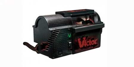 Як зловити мишу в домашніх умовах — ефективні способи